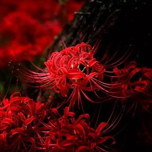 赏花时间表,赏花季节及图片