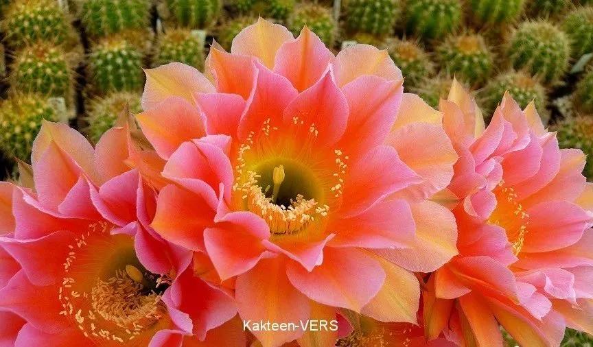 100种仙人球花图片,100种仙人球的品种视频