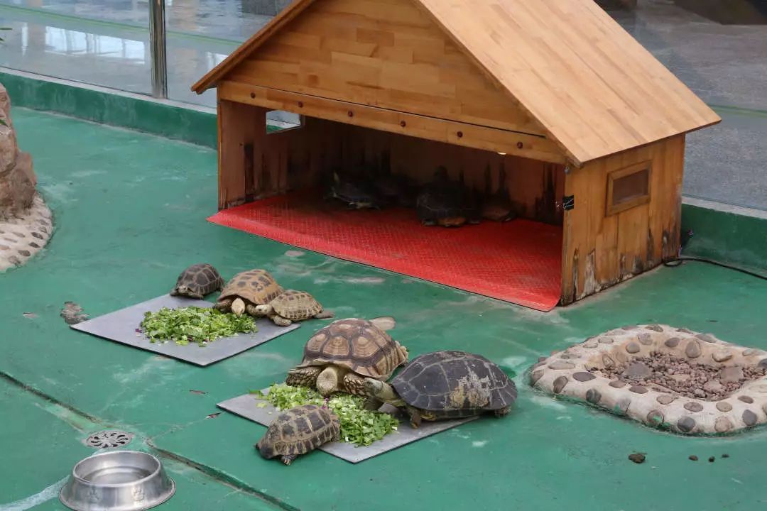 玩转第十八届长春农博会,2019长春冬季农博会票价