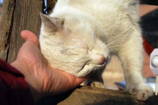 猫咪体外驱虫一般驱什么虫,猫咪体外驱虫什么药驱得全面