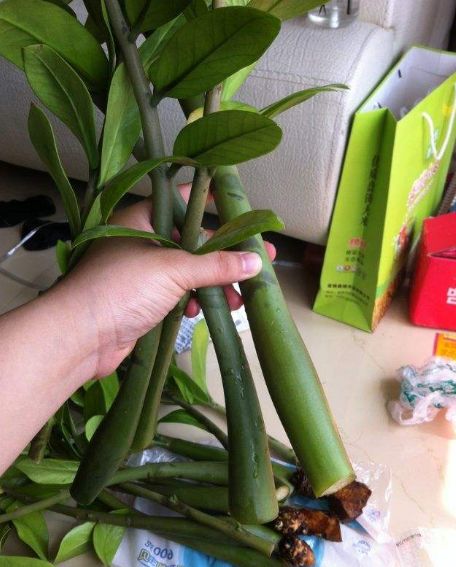 金钱树不用花钱买,金钱树不用营养土行吗