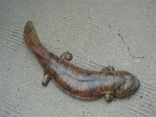 养殖娃娃鱼属于什么品种,娃娃鱼养殖描述