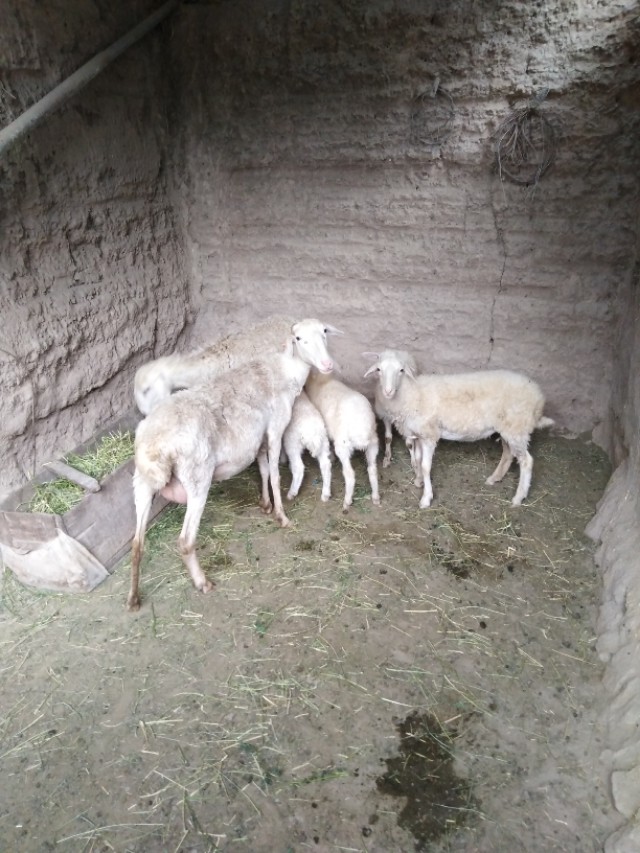 母羊怀孕三个月落胎怎么办,妊娠母羊的饲养与管理