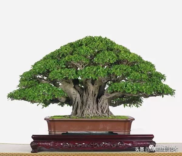 盆景结顶的形式,最好的盆景结顶方法