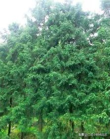 中国珍稀濒危植物保护名录,十大珍稀植物排行榜