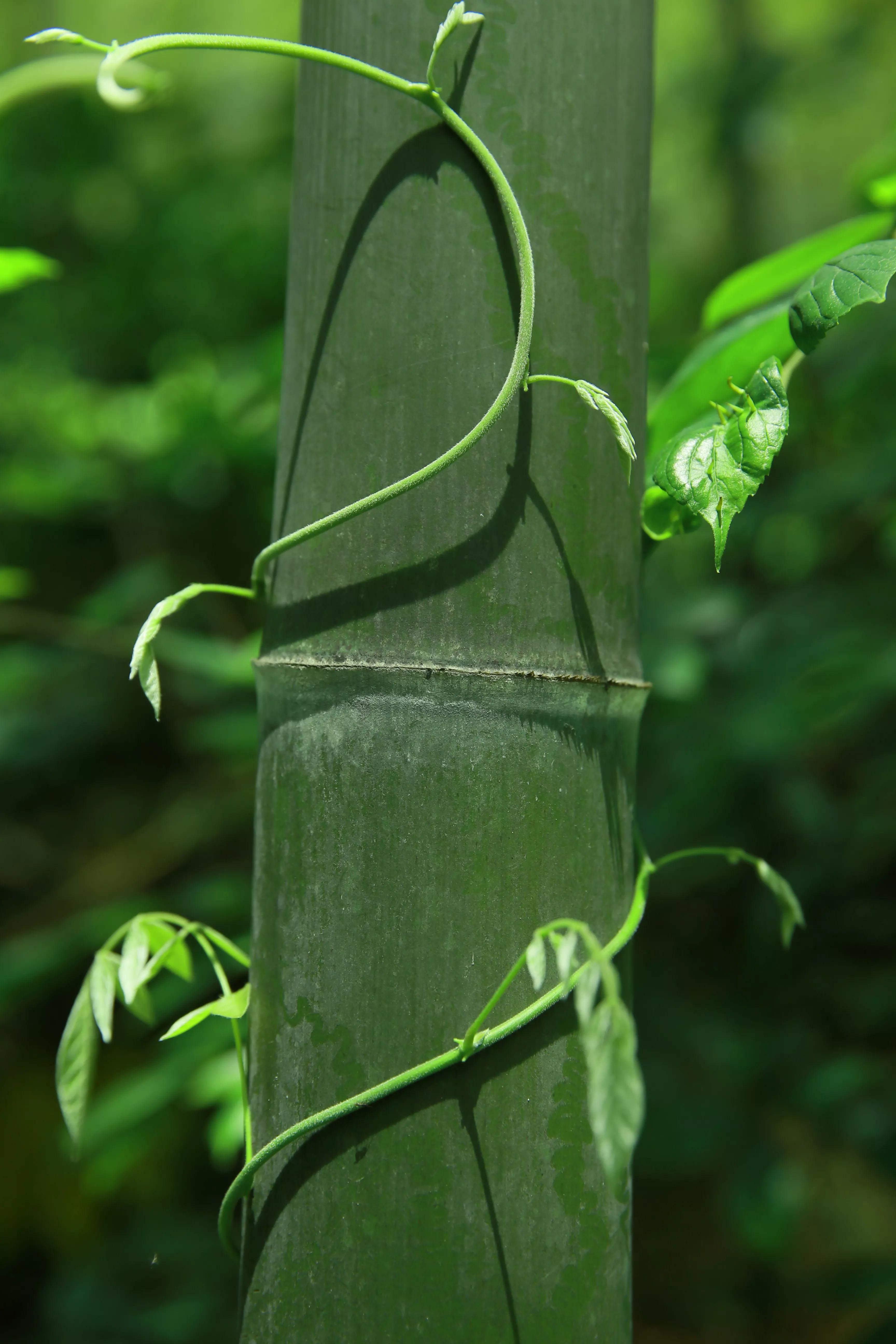 石塘竹海适合小孩子玩吗,南京江宁石塘竹海怎么样