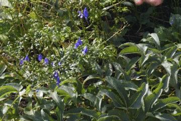 世上最毒的花园,最毒的花园有多可怕