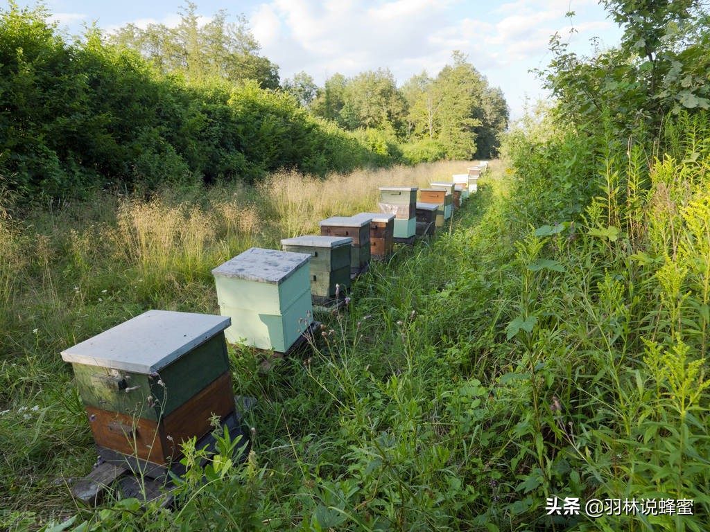 蜜蜂养殖技术分享蜜蜂管理,蜜蜂养殖技术方法与管理