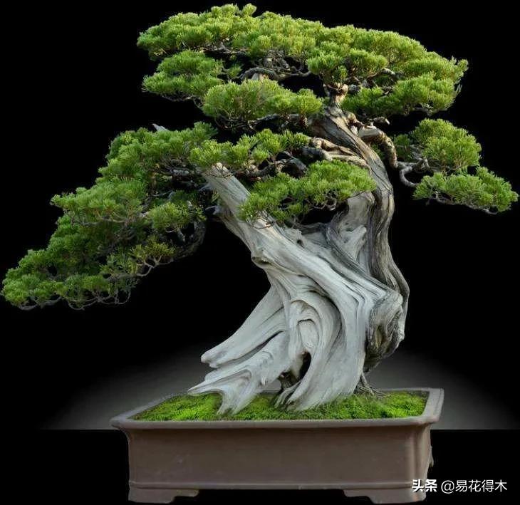 盆景舍利什么时候刷石硫合剂,舍利干罗汉松盆景