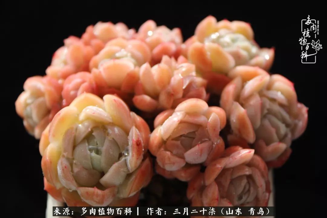 有多肉，有狗狗，给生活多一点惊喜