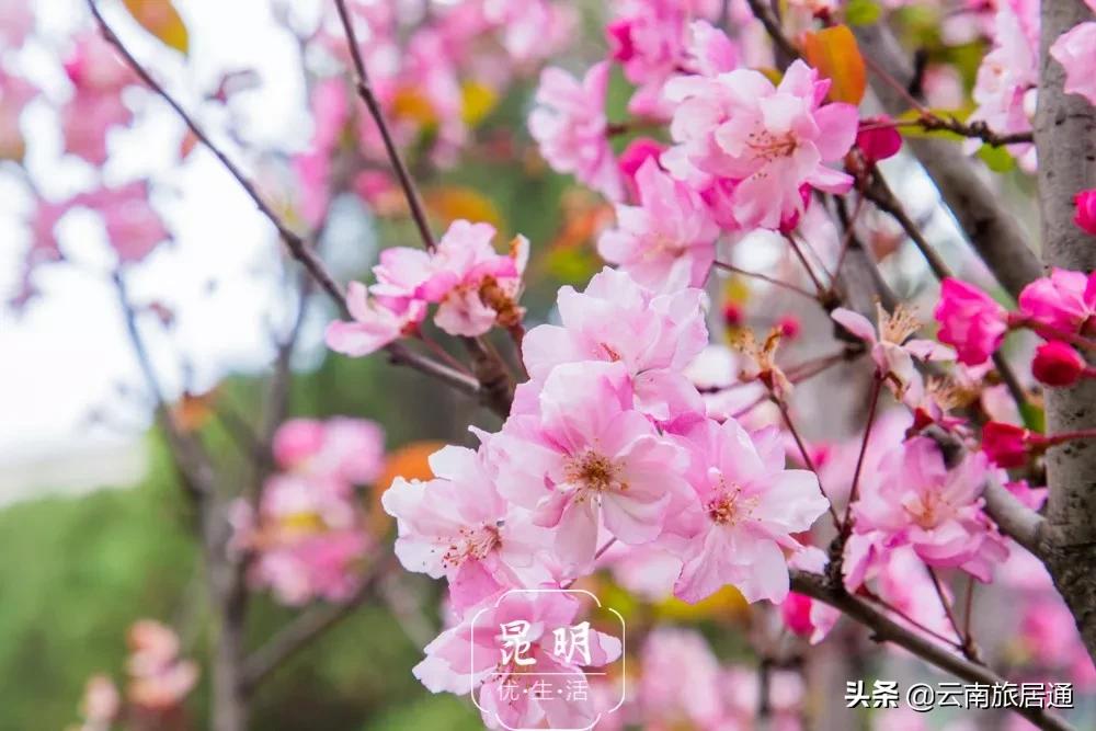 中老铁路昆明到景洪时速多少,中老铁路昆明到景洪多少钱