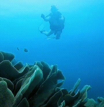 潜水圣地推荐帕劳,帕劳潜水旅游攻略