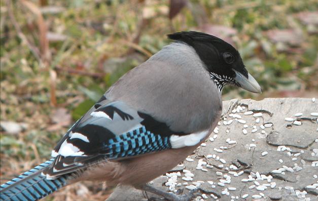 东江揽胜,惠州淡水常见鸟类图谱