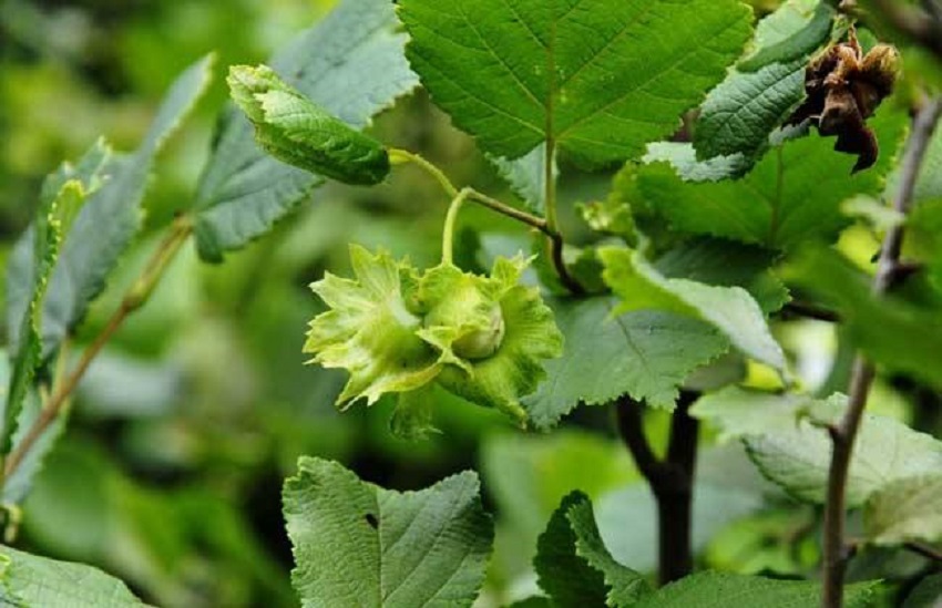 榛子怎么种植才能结果,大榛子种植要点