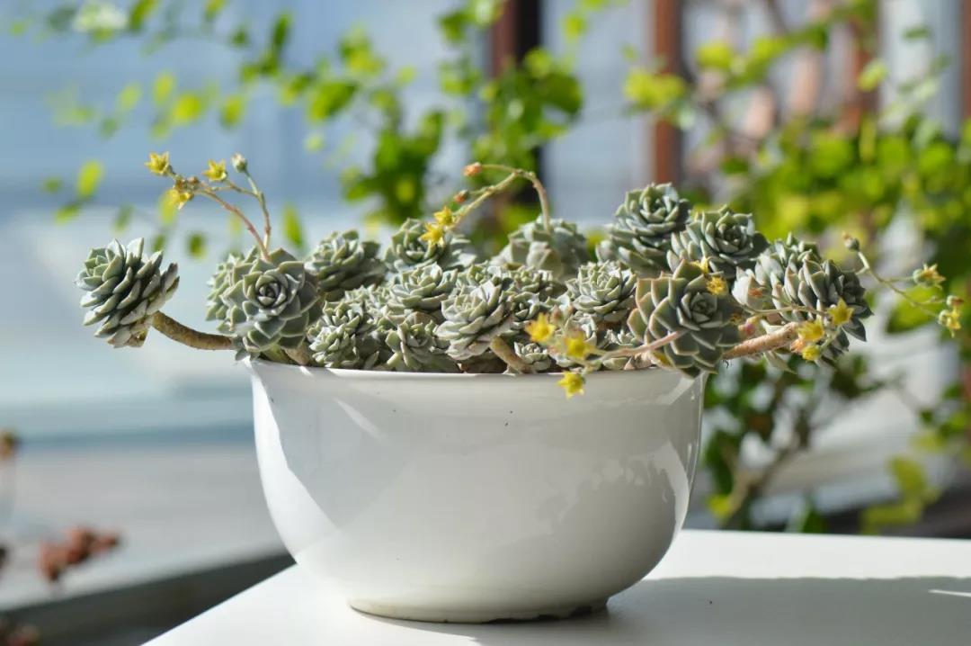 清欢养肉｜优生优育的白牡丹，让你从几片叶子跻身多肉大户