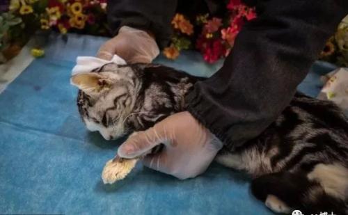 广州宠物死了怎么处理,厦门宠物狗死了怎么处理