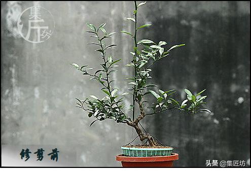 大树型金豆盆景怎么造型,金豆无根老桩栽培技巧