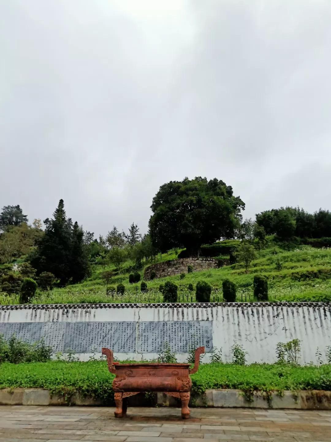 云南凤庆滇红茶哪家正宗,云南凤庆县滇红茶什么时候出