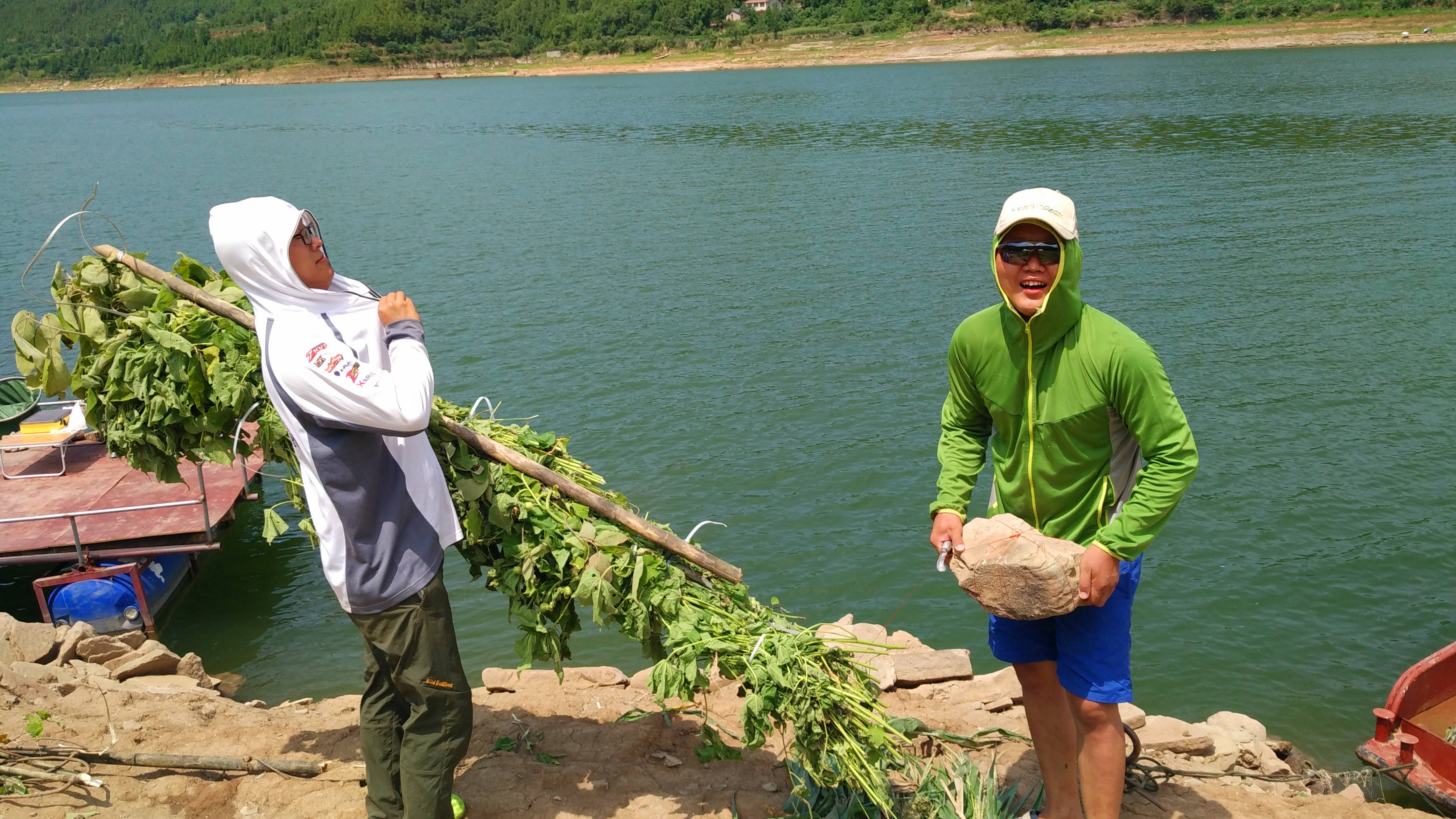草鱼窝料水库,夏季专攻草鱼的窝料