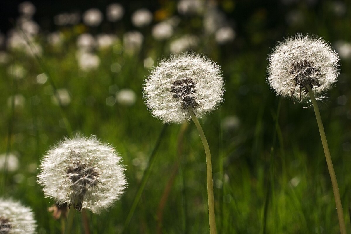 但能苍鬓留清节，那有青衫不白头,七言律诗精选
