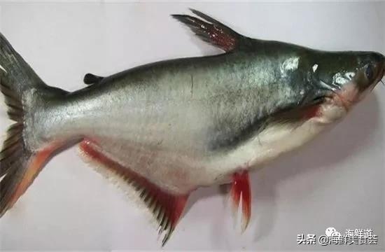 十种最美味海鲜,100种常见海鲜大全图