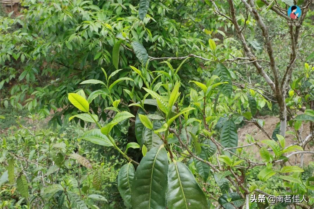 冰岛老寨大秋茶园的茶是真的吗,冰岛五寨之一糯伍什么口感