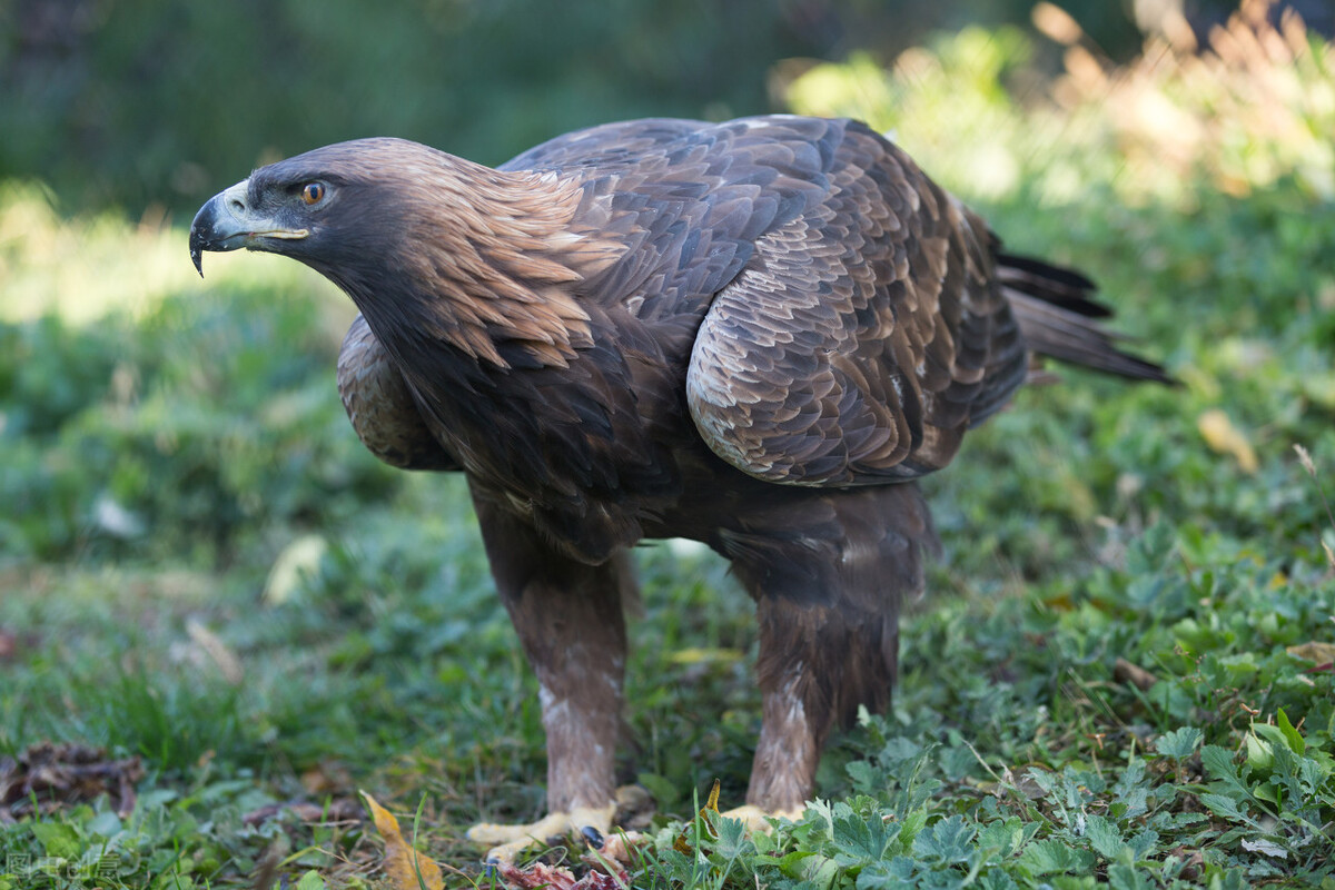 东江揽胜:收集常见鸟类图谱之猛禽篇,摄鸟人自留地,建议收藏