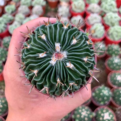 仙人掌100种图片大全,仙人掌开花的美图