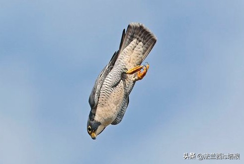 游隼为什么能飞那么快?绝招破解气流分离难题,加速无极限