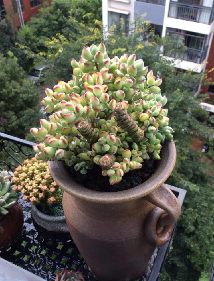 多肉出侧芽，不想要？用这3招“修理”！