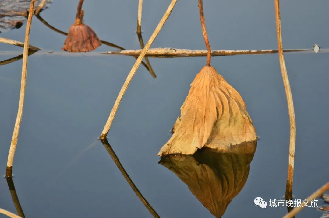 城晚拍拍丨秋色如画