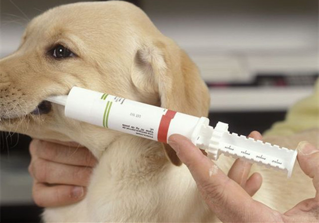 狗狗中暑导致内脏受损怎么办,狗狗中暑已经在医院输液能救活吗