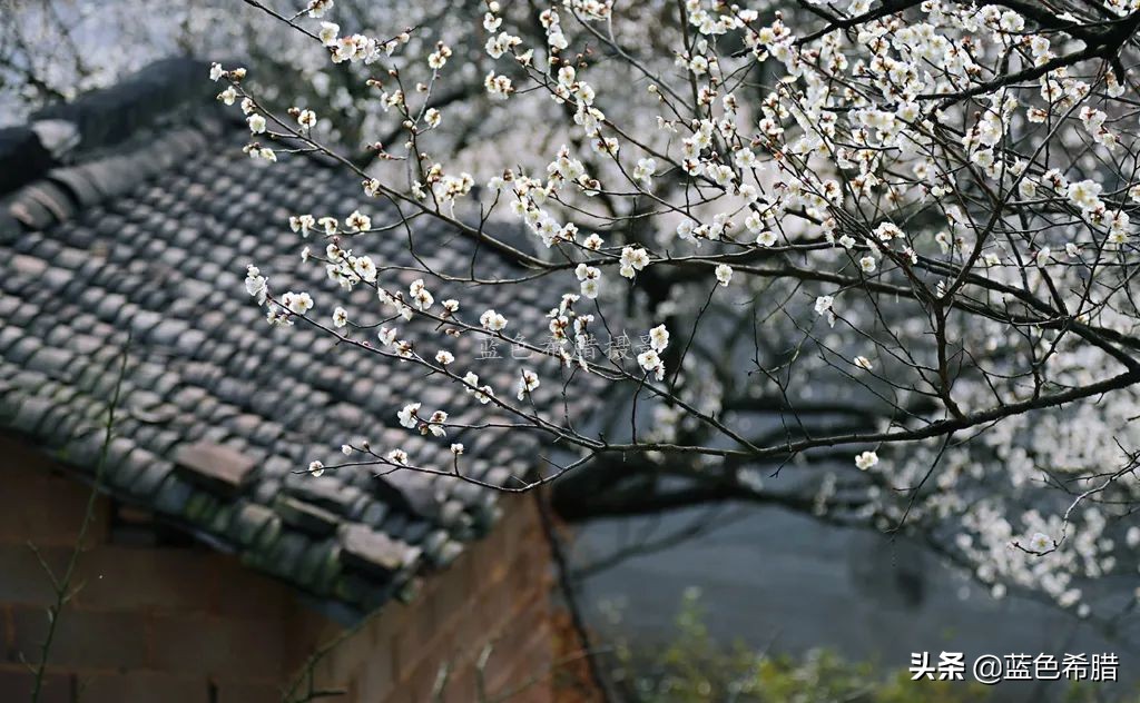 拍梅花构图技巧,梅花拍人物照姿势技巧大全