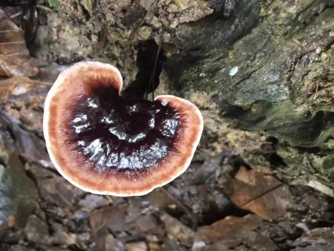 本草纲目里的灵芝,本草纲目中对灵芝的描述