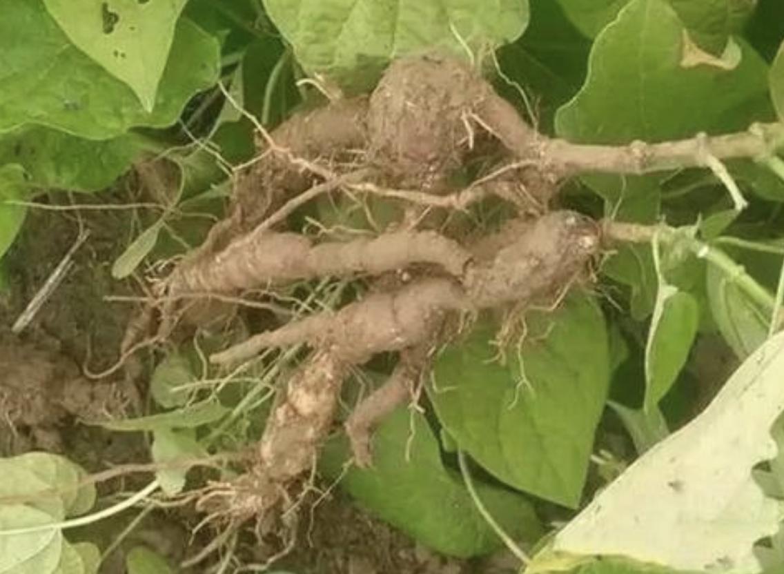 石头缝里,1种杂草像“常春藤”,被称为“白人参”,珍贵、奇特