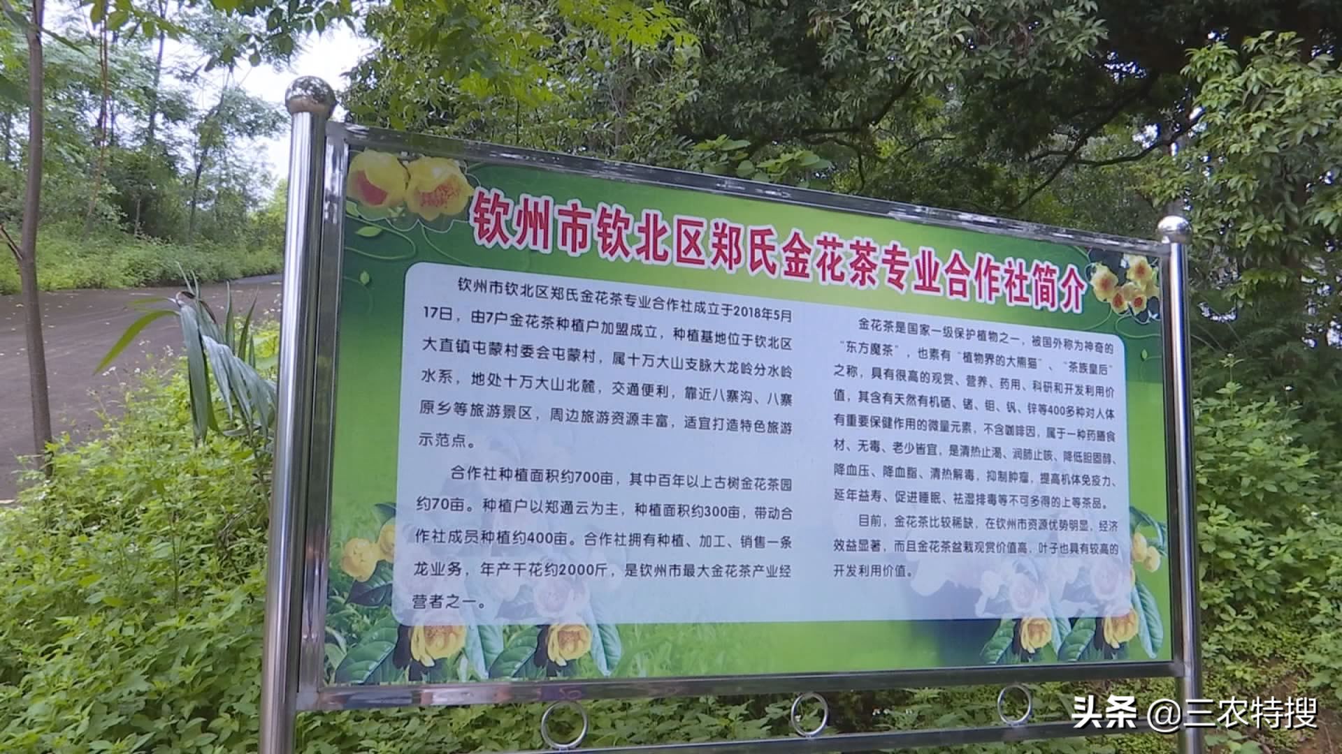 种植金花茶一年赚多少钱,金花茶种植前景与效益