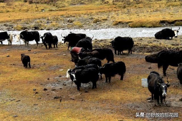 青藏高原野牦牛特点,白牦牛生活在哪里