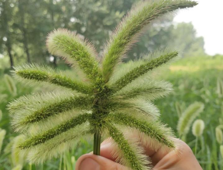 狗尾草到底是什么,狗尾草图解及用途