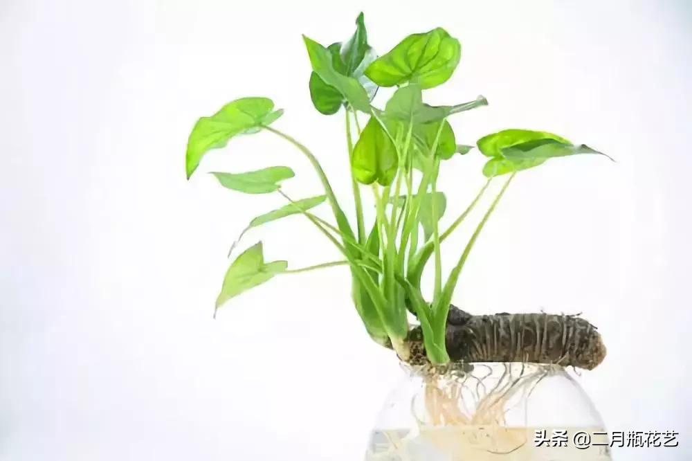 发财树死了吊兰长得挺好,绿萝发财树救活方法