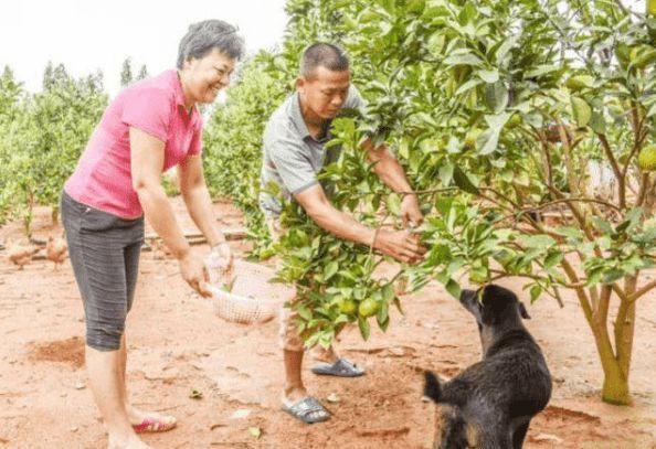 朴素!全红婵成为奥运冠军后仍穿25元T恤,使用国产千元手机
