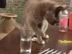 猫咪脚上有伤口得把毛全剃了吗,猫咪冬天剪毛发会感冒么