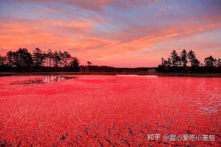 在中国有没有蔓越莓,蔓越莓在哪里可以种植