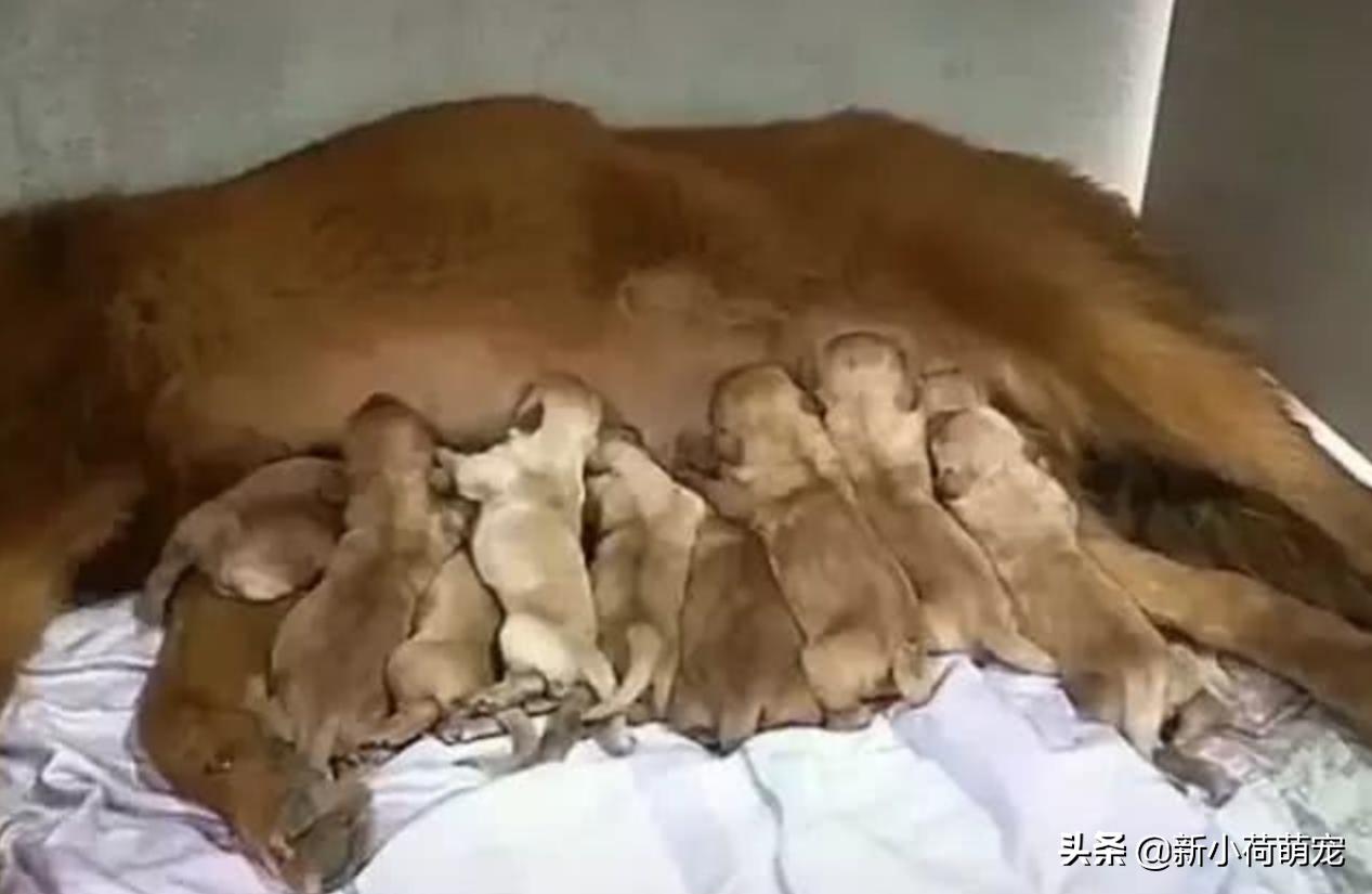 狗狗生娃危险么,狗狗生娃时要注意哪些事项