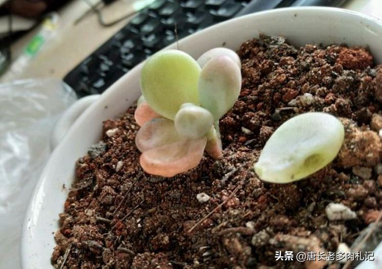 多肉桃蛋蔫了怎么办,多肉桃蛋为啥蔫了