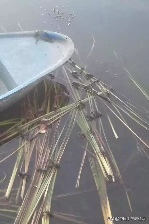 水草旺盛怎么还是爆藻,水草长得快说明水质好