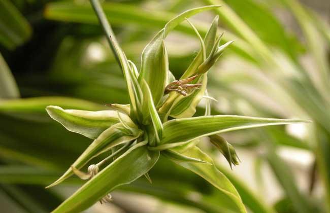 吊兰如何养得又绿又壮,吊兰怎么养才能长得快又茂盛