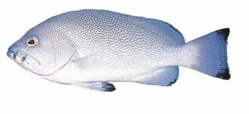 世界顶级海鲜鱼类,史上最完整鱼类海鲜图鉴