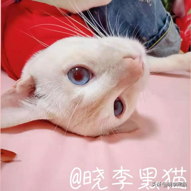 猫咪如何有大眼睛,猫咪为什么有大眼睛和小眼睛