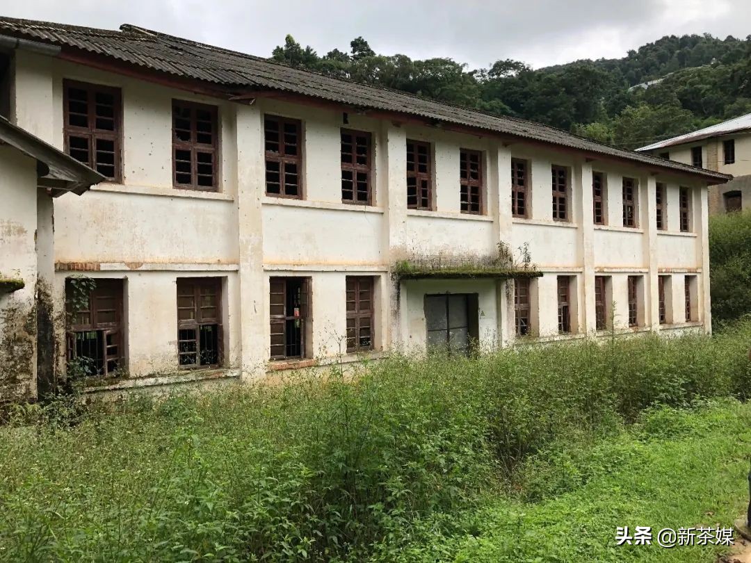 刀哥说茶叶视频大全,刀哥讲云南茶叶