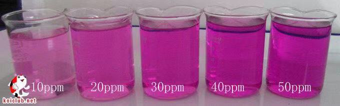 鱼缸养锦鲤鱼的方法和技巧,鱼缸新手养锦鲤鱼的正确方法